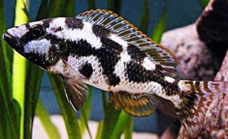 Nimbochromis livingstonii 13